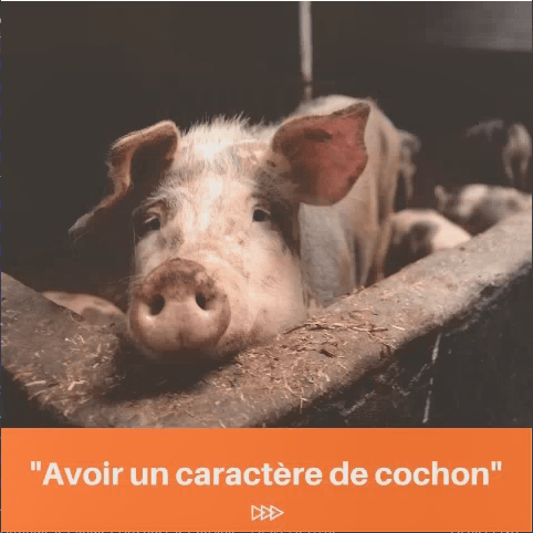 Avoir un caract re de cochon EcoleDeLangues.be