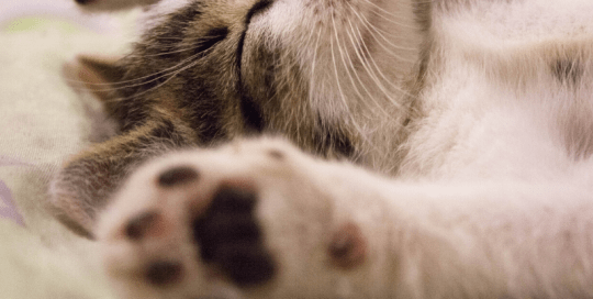 Un chat mignon avec comme description "avoir des chats à fouetter"