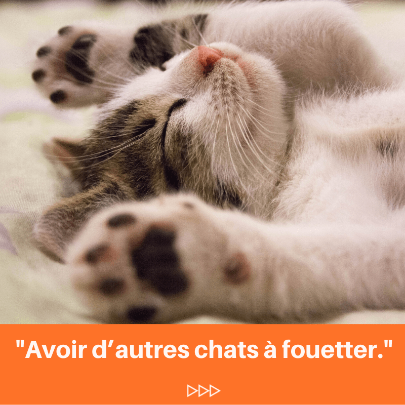 Un chat mignon avec comme description "avoir des chats à fouetter"