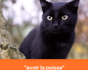 Un chat noir et une description qui dis "avoir la poisse"