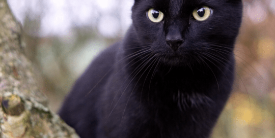 Un chat noir et une description qui dis "avoir la poisse"